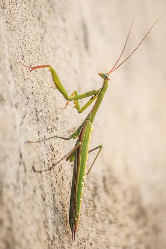 Macro Foto